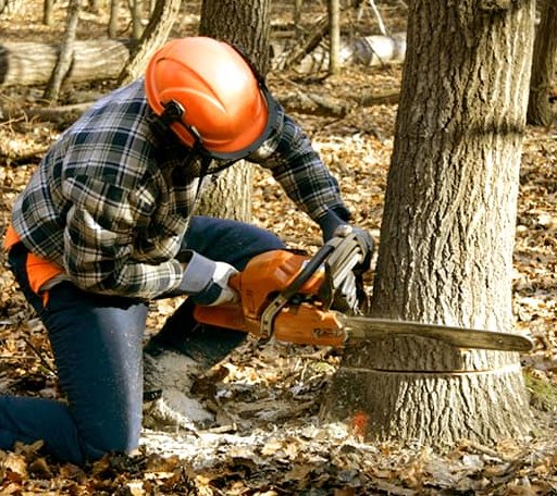 Tree Removal in Delaware Water Gap, PA